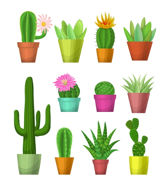 Plantas caseiras em vasos