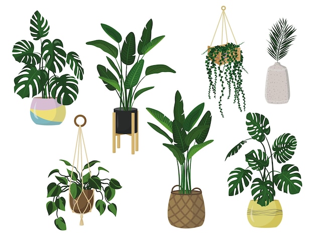 Plantas da casa