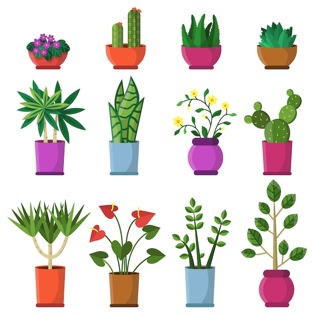 Plantas de casa em vasos.