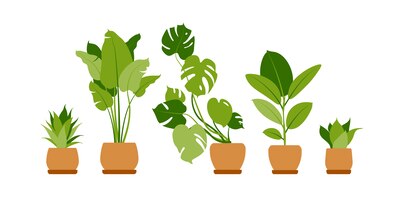 Vetor plantas de coleção em casa. plantas em vasos isoladas no branco. definir plantas tropicais verdes. decoração de casa na moda com plantas de interior, plantadores, cactos, folhas tropicais.