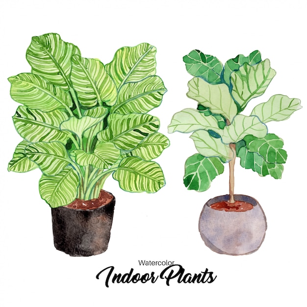 Plantas de interior em aquarela