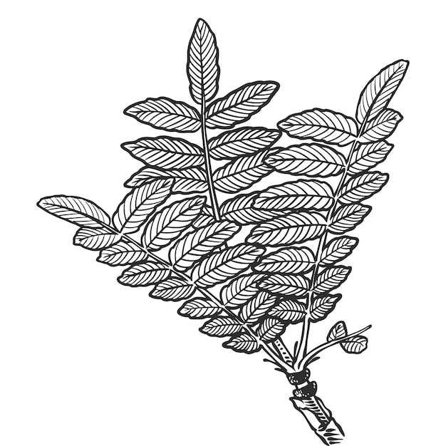 Plantas de óleo essencial desenhadas à mão, desenho de frankincense ou boswellia carterii isolado em fundo branco