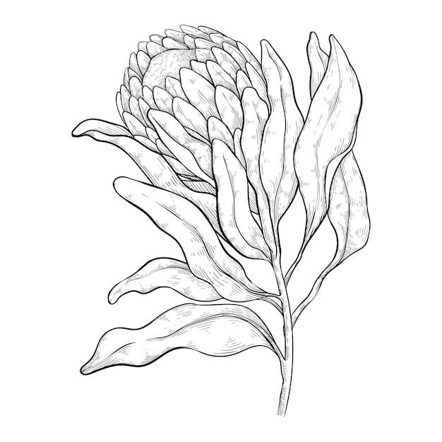 Vetor plantas de protea australianas gramíneas nativas locais e flores de proteaceae para convites e casamentos