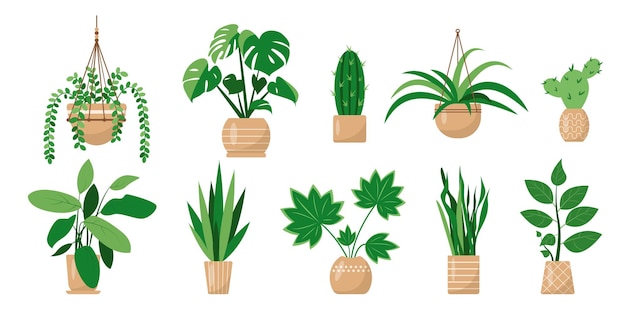 Plantas decorativas para casa ou flores em vasos