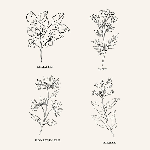 Plantas e flores de óleo essencial desenhadas à mão