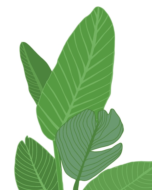 Plantas e folhas exóticas tropicais isoladas em fundo branco