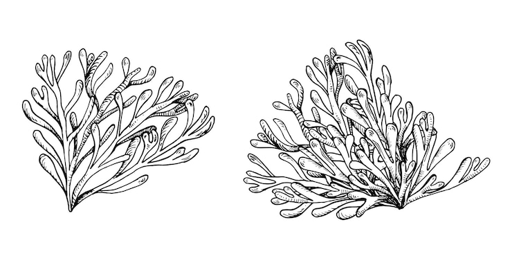 Vetor plantas marinhas tinta desenhada à mão ilustração isolada em fundo branco único rosa ágar ágar algas phyllophora preto linha branca vetor elemento de design para etiqueta de embalagem embrulhando coleção marinha