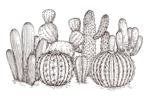 Plantas mexicanas de cactos do deserto ocidental em ilustração em vetor estilo desenho