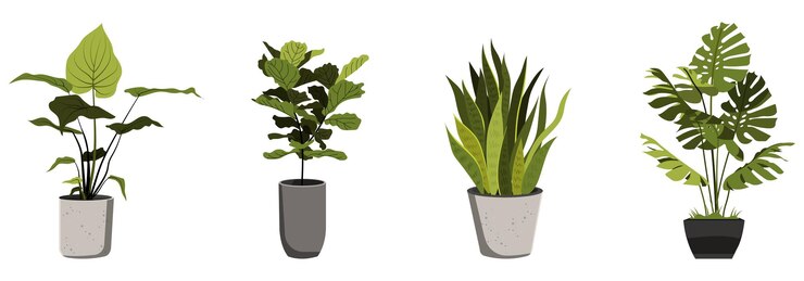 Vetor plantas realistas em vaso de flores silhueta isolada de plantas de casa