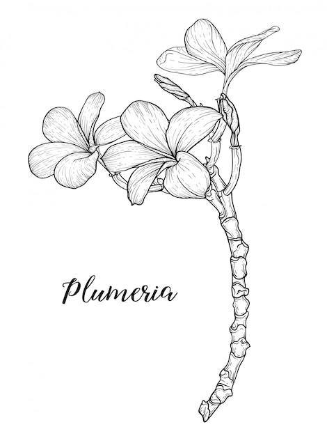 Plumeria flores desenho e esboço com arte linear