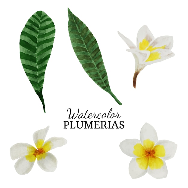 Plumerias em aquarela