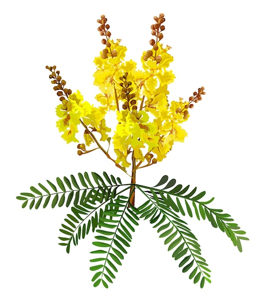 Vetor poinciana amarela