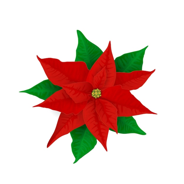 Poinsétia vermelha de decorações de natal. flor de férias com folhas verdes, isoladas no fundo branco. a ilustração pode ser usada para design de férias, cartões, convites, cartões postais e banners.