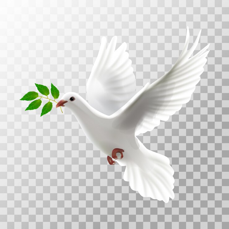 Vetor pombo de ilustração branco voando com folha transparente