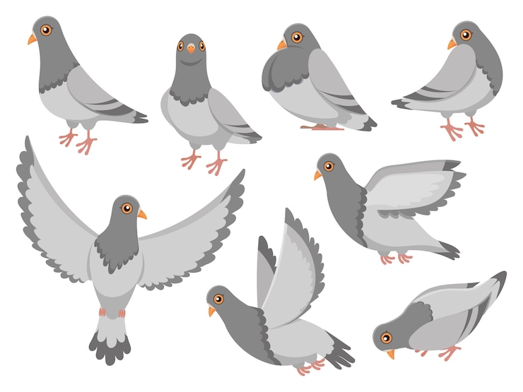 Vetor pombo dos desenhos animados. cidade pomba pássaro, pombos voadores e cidade aves pombas isolaram conjunto de ilustração