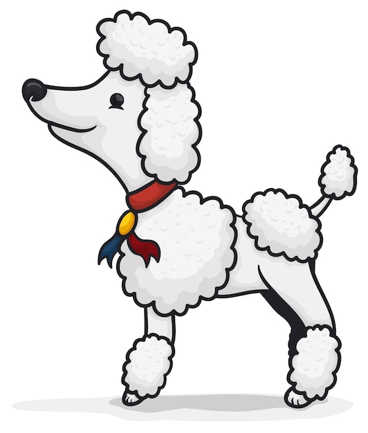Vetor poodle elegante com fita de prêmio posando para uma sessão de fotos em estilo cartoon