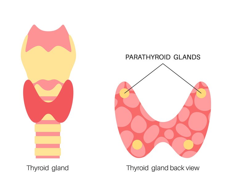Vetor pôster anatômico da tireoide, traqueia e glândula paratireoide. conceito de clínica de endocrinologia