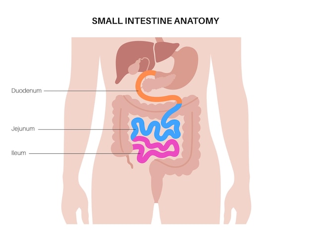 Pôster anatômico do intestino delgado duodeno jejuno e íleo no corpo humano exame e tratamento do trato digestivo na clínica de gastroenterologia infográfico para educação vetor plano isolado