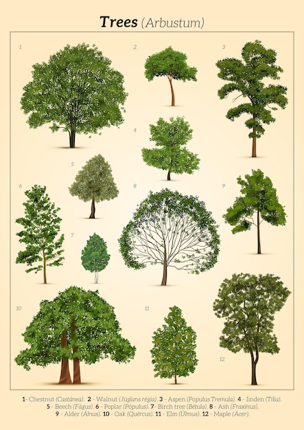 Pôster de árvores diferentes