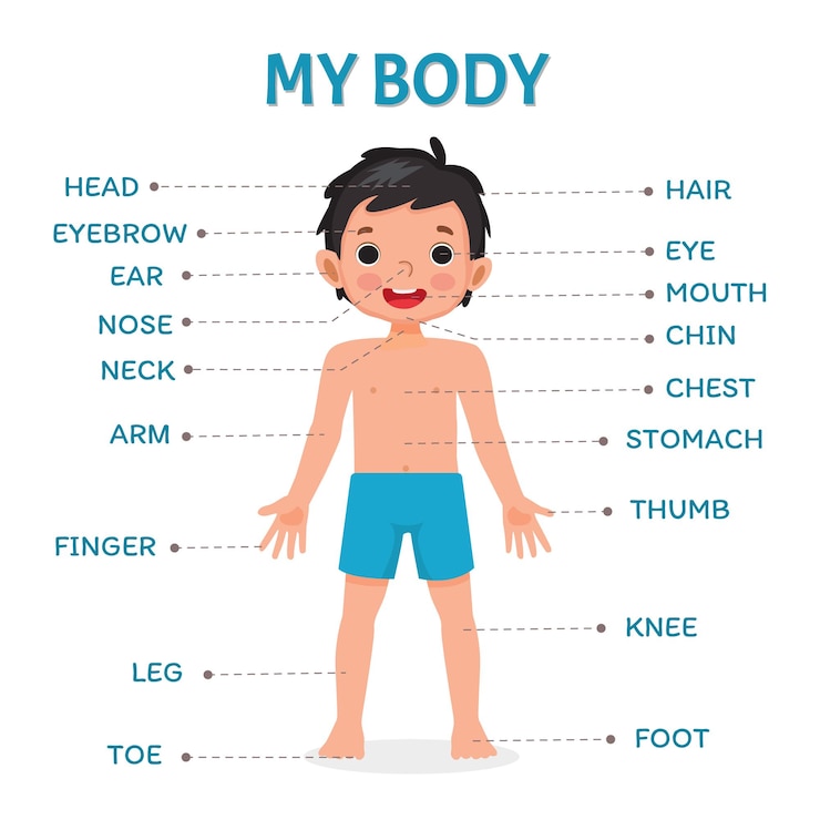 Vetor poster de ilustração de menino bonito de partes do corpo humano com diagrama de rótulo de texto para crianças