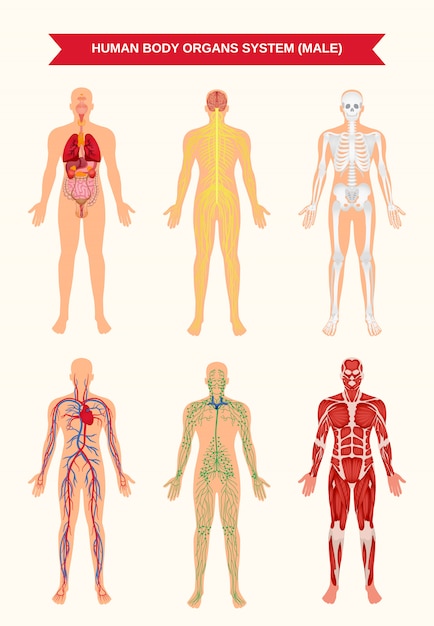 Pôster de sistemas de órgãos do corpo masculino