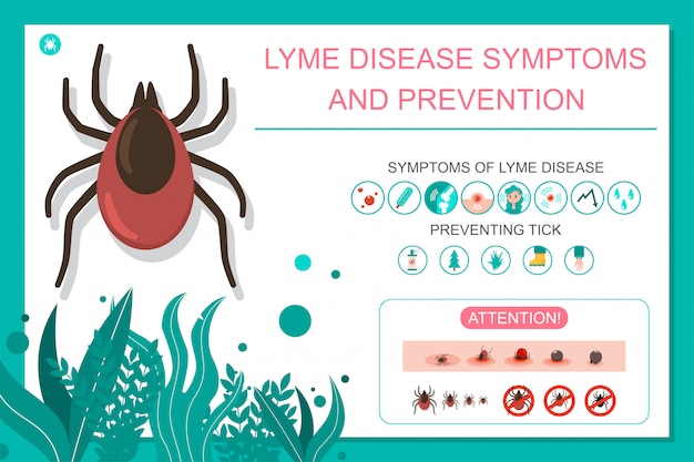 Prevenção da picada de carrapato e sintomas da doença de lyme. infográfico médico de desenho vetorial.