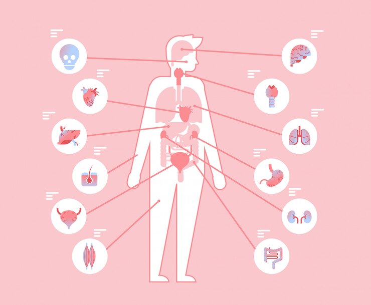 Vetor principais órgãos internos do corpo humano dentro da estrutura anatômica
