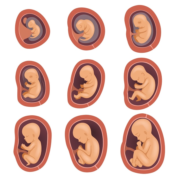 Vetor processo de desenvolvimento fetal humano gravidez do primeiro ao nono mês crescimento do bebê dentro do útero desenho gráfico para livro educacional cartaz infográfico ou folheto ícones vetoriais planos isolados