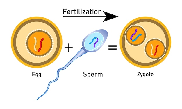 Vetor processo de fertilização com óvulo de esperma passo a passo e renderização de zigoto design de vetor de célula