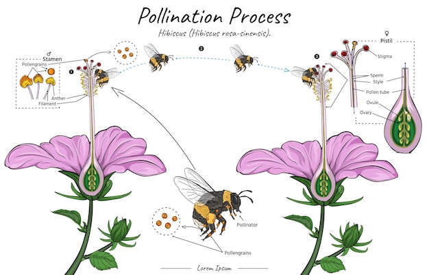 Processo de polinização de uma flor de hibisco com abelha como ilustração de polinizador