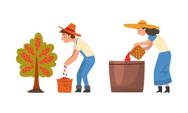 Produção de café com homem e mulher agricultores colhendo bagas em conjunto vetorial de cesta