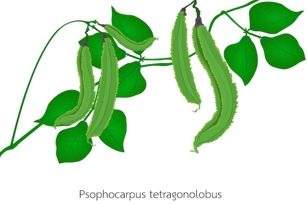 Vetor psophocarpus tetragonolobus em um fundo branco