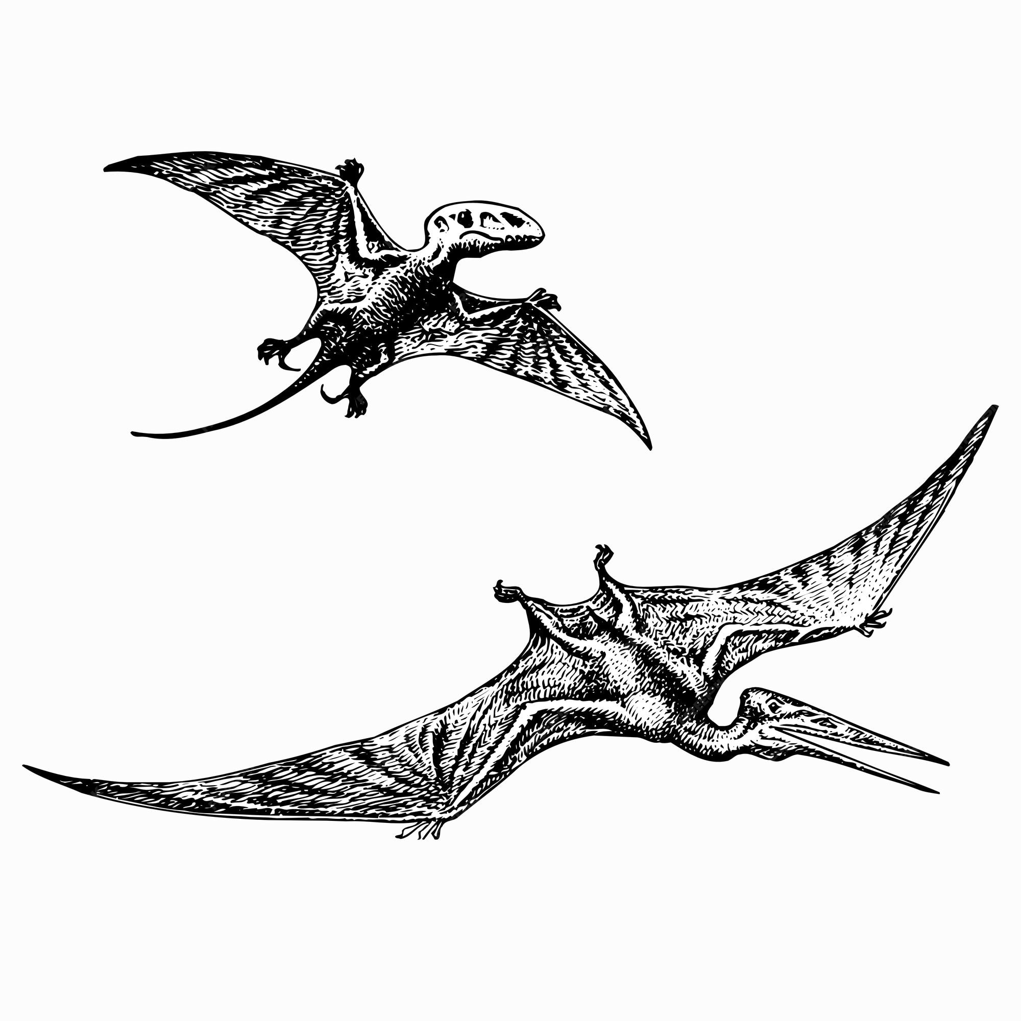 Vetores de Pteranodon Isolado Esboço De Pterodáctilo Voador e mais