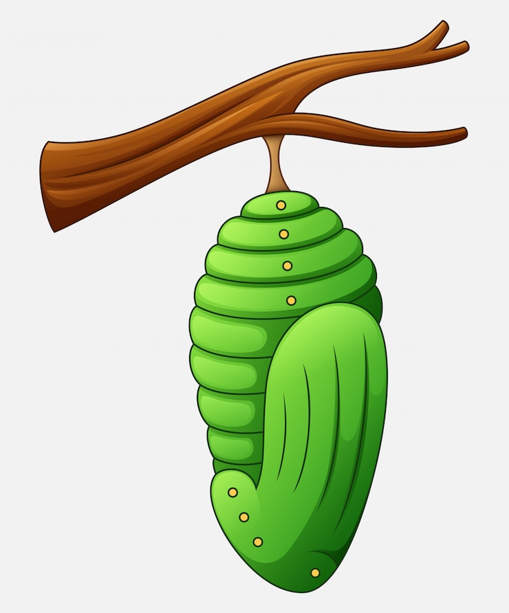 Vetor pupa dos desenhos animados da borboleta