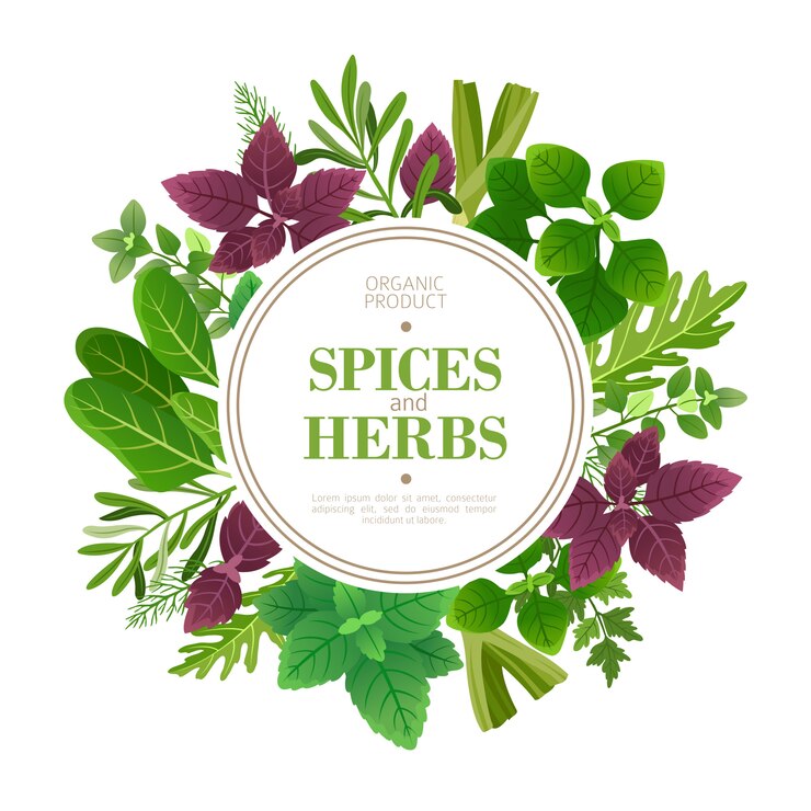 Vetor quadro de especiarias e ervas. erva fresca que cozinha plantas aromáticas. quadro de vetor de comida indiana