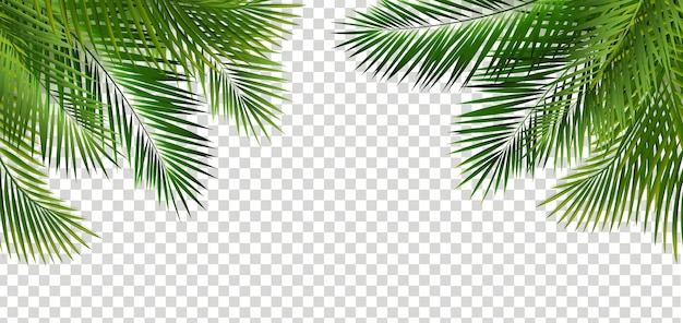 Vetor quadro de folha de palmeira verde e fundo transparente isolado
