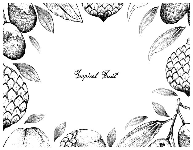 Quadro desenhado a mão de frutas de jujuba e rattan