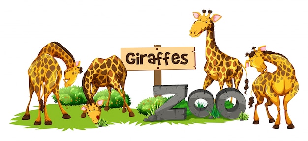 Quatro girafas no zoológico