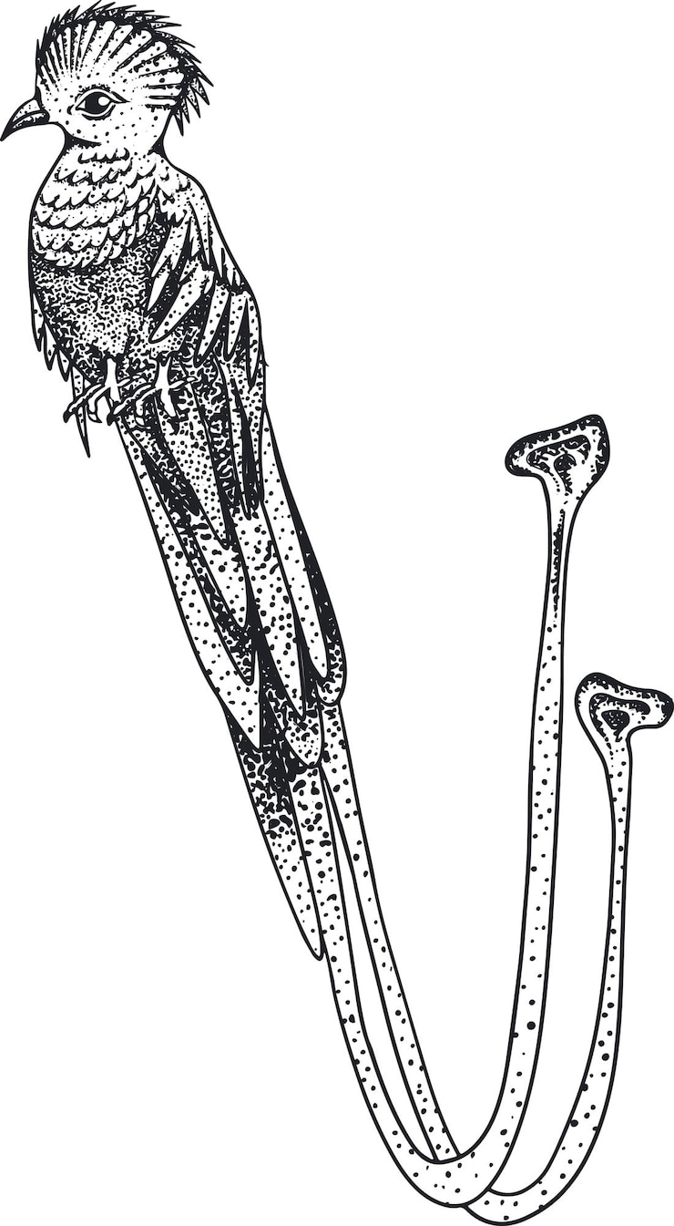 Vetor quetzal. esboço vetorial de pássaro desenhado à mão.