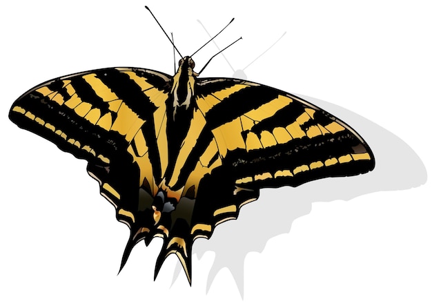 rabo de andorinha de três caudas linda borboleta papilio pilumnus
