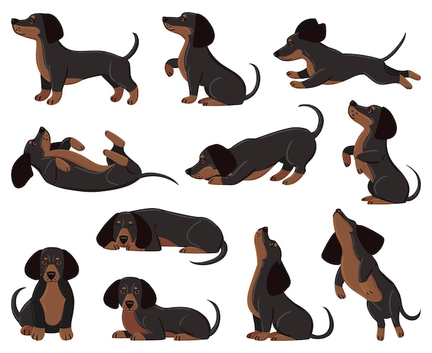 Raça de cachorro bassê bonito dos desenhos animados em várias poses. dachshund adorável personagem dormindo, caminhando, jogando conjunto de ilustração vetorial. animal de estimação bassê doméstico