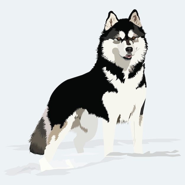 Vetor raça de cachorro husky siberiano de ilustração vetorial