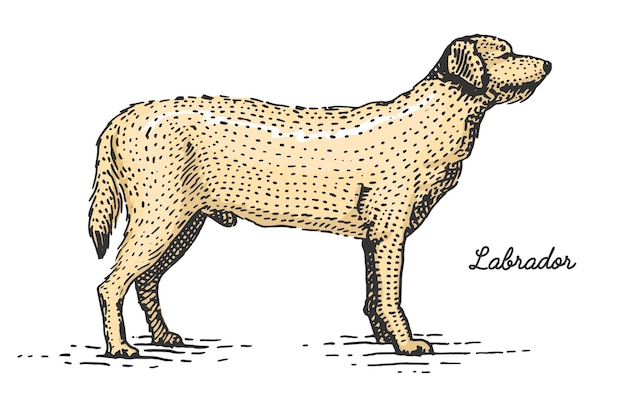 Raça de cão gravada ilustração vetorial desenhada à mão em espécies vintage de estilo de xilogravura