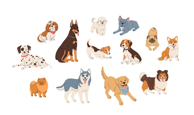 Raças de cães em conjunto Ilustração plana bonita em estilo de desenho animado em fundo branco Dalmático shih tzu beagle sheltie husky labrador retriever pomeranian e outros animais de estimação em vetor