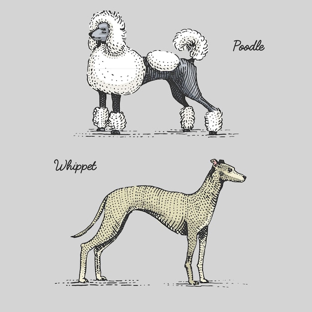 Vetor raças de cães gravadas, ilustração desenhada à mão em estilo xilogravura