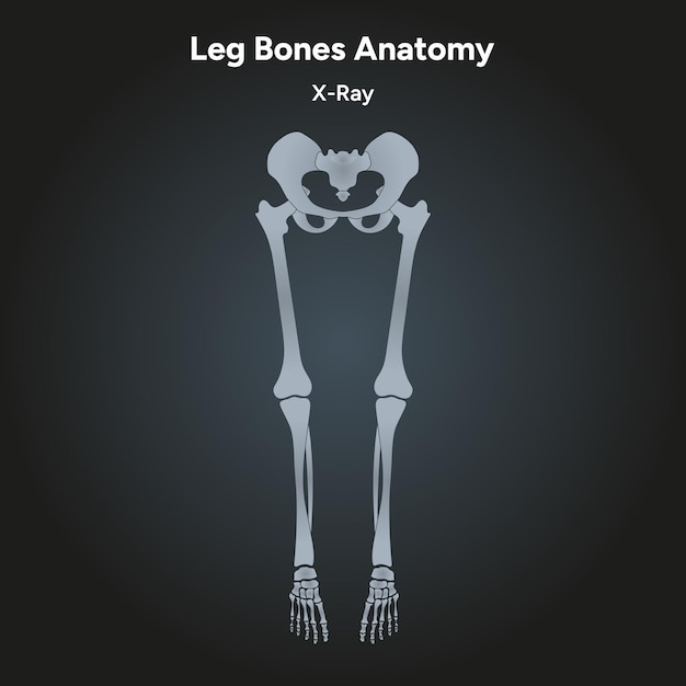 Vetor radiografia da anatomia dos ossos das pernas