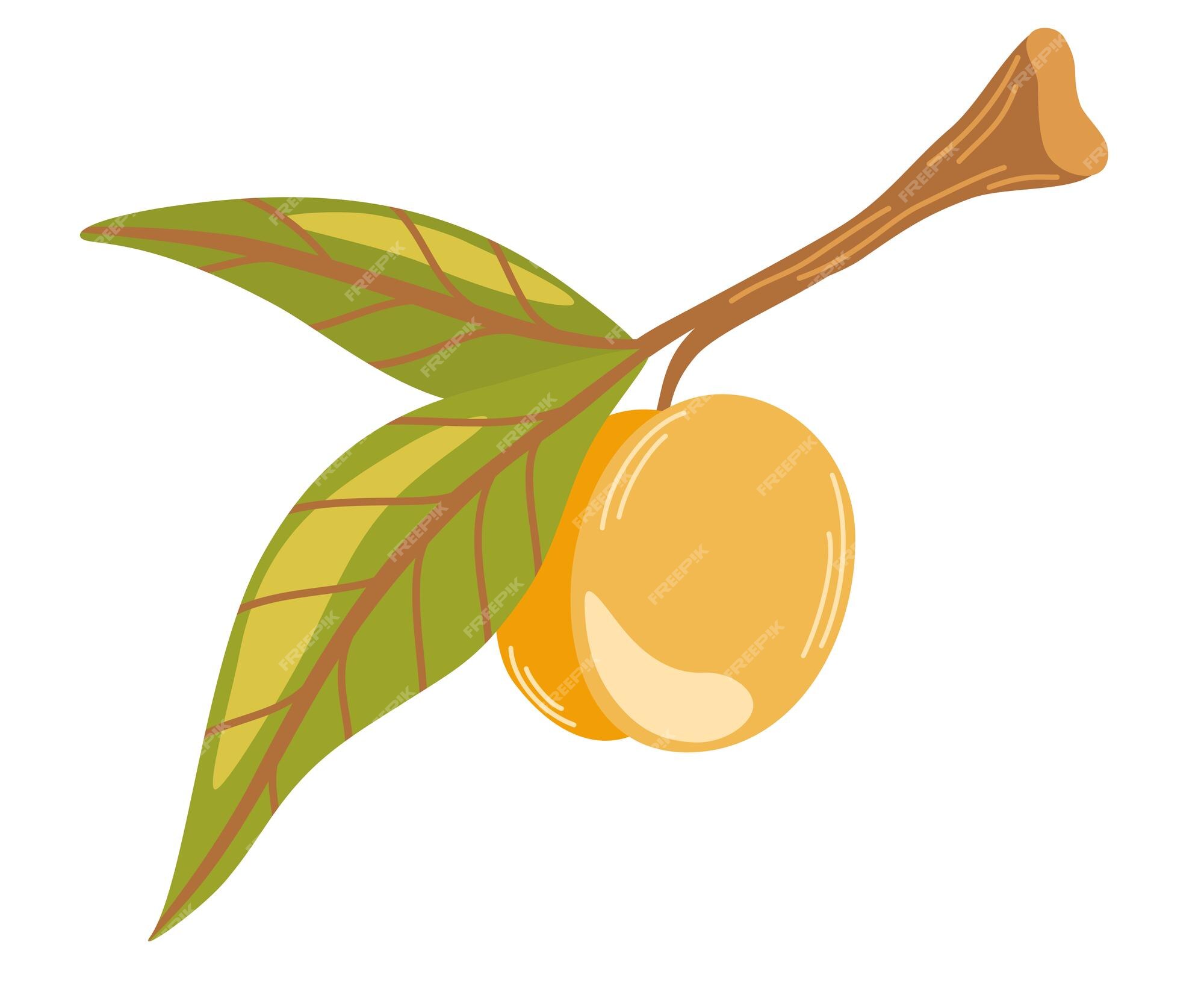 fruto de damasco, planta de jardim madura inteira e meia peça com caule e  caroço. fruta de fazenda saudável natural suculenta, produção orgânica.  ilustração vetorial de desenho animado isolada no fundo branco