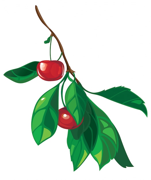 Ramo com frutos cereja