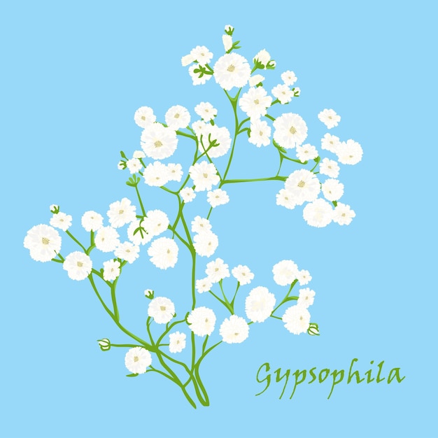 Ramo da bela gypsophila desenhada à mão