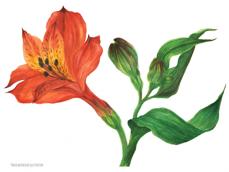 Vetor ramo de alstroemeria vermelha com flor flor e botões